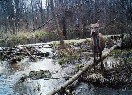 La Cernobîl, animalele reiau în stăpânire natura